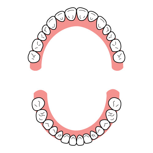 歯には呼び方がある？歯の名前とそれぞれの歯の役割について解説